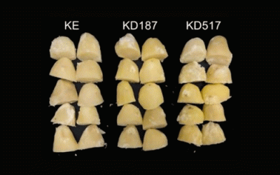 Revolutionizing Potato Farming: How CRISPR/Cas9 is Enhancing Crop Resilience