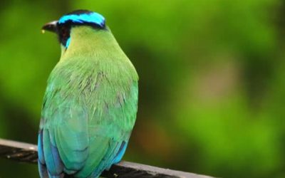 Las tres metas que tiene Colombia para proteger la biodiversidad al 2030