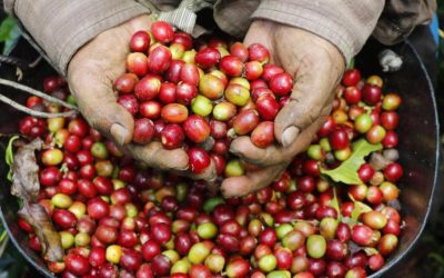 Análisis: los efectos del incremento del precio del café para los cultivadores del país