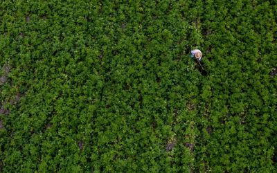 Davivienda destinará $700.000 millones al agrocrédito