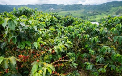 Producción de café creció 20% en agosto y mantiene su tendencia al alza