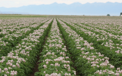 Sensores de bajo costo revolucionan la eficiencia del riego y el manejo de enfermedades para los agricultores de Michigan