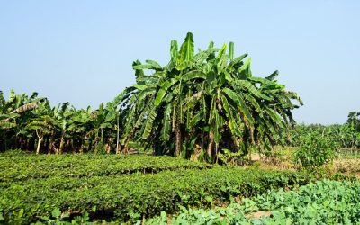 Monocultivos de plátano son más susceptibles a las plagas que plantaciones con más especies