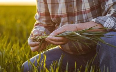 Qué son los bioestimulantes: los insumos que revolucionan la agricultura moderna