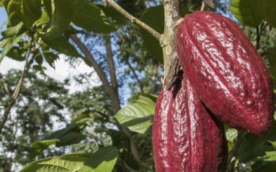Reducción de Emisiones en la Amazonía Colombiana: El Caso de Caquetá