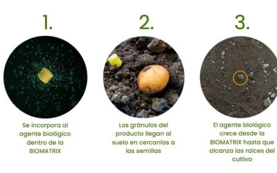 La tecnología granulada en el agro revoluciona la viabilidad de los biológicos