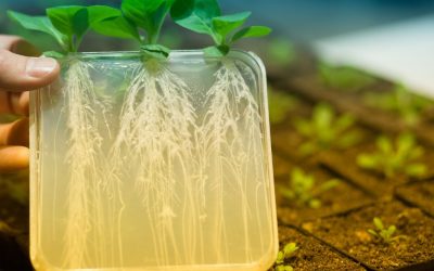 Bioestimulantes y su uso en la agricultura