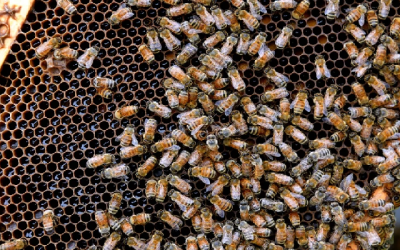 Esta es la importancia que tienen las abejas para las flores en el agro y su producción