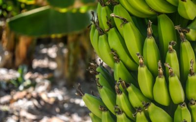 Banco Mundial respalda a la Alianza Mundial en su lucha contra el Fusarium R4T