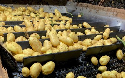 Bem Brazil Optimizes Potato Washer Outfeed Belt With Intralox S1750 Belting