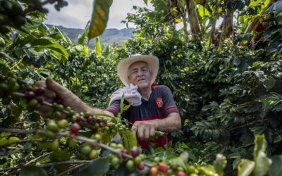 Café colombiano alcanza su precio más alto desde hace 16 meses; estas son las razones