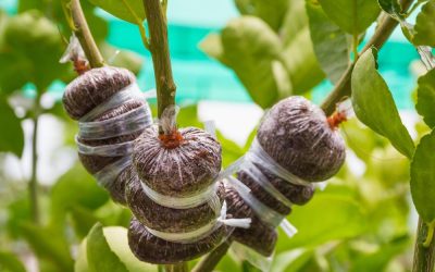 Clonar plantas no es modificar genéticamente