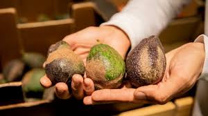 Hallan en la zona sur colombiana nueva especie de insectos que deforman aguacate