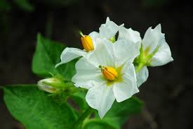 Fast-tracking pathogen detection: Groundbreaking new initiative aimed at protecting U.S. potato crops