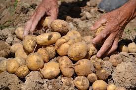 Weathering the storm: How the global potato industry responds to a changing climate