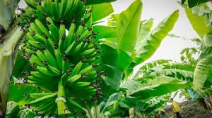La principal exportadora de plátano local anunció la adquisición de una nueva planta