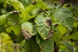Keeping aggressive late blight strains at bay: Australia’s biosecurity success story