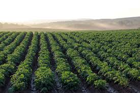 The digital revolution of the Potato: Top 10 tech innovations reshaping farming, storage, and retail