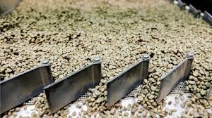 La cosecha más grande de café colombiano inició para cumplir los objetivos de 2024