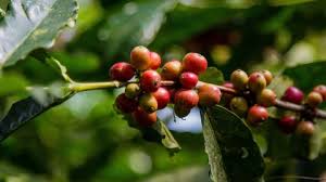 Algunos hongos serían aliados para el crecimiento de tres variedades de café arábica