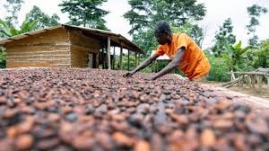 La cosecha de cacao parece ser mayor, pero aún no resolverá la crisis del chocolate