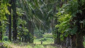 ¿La palma en Colombia es sostenible? Una radiografía del cultivo que produce aceite