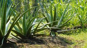 Así es como puede fabricar un fertilizante casero con aloe vera para cuidar su cultivo