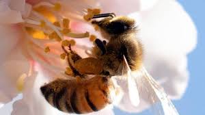 Algunas de las extrañas características de las abejas para seguir viviendo en el mundo