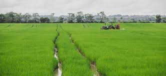Fedearroz advierte que los costos de producción subirán 4% por el precio del diésel