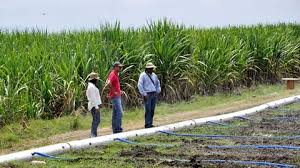 Hay 207.499 hectáreas productivas de caña de azúcar, la mayor área en cuatro años
