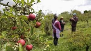 La técnica del compostaje como alternativa para el aprovechamiento de los alimentos
