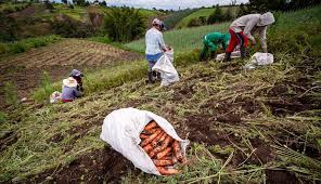 Se destinarán $13.300 millones para que los emprendedores rurales compren tierras
