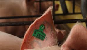 Las cadenas avícola, porcina y bovina, las que están siendo más afectadas por el paro