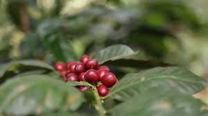 Producción cafetera en agosto fue de 1,04 millones de sacos, 20% más que en 2023