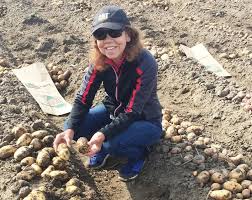 Tips for a flawless potato harvest: Potato specialist Dr. Eugenia Banks shares key strategies for harvest success