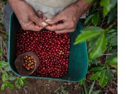 Razones del porqué se celebra el Día Mundial de la Agricultura cada 9 de septiembre