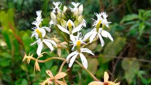 Los hongos de orquídeas servirían para controlar enfermedades en cultivos agrícolas