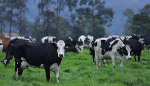El Ministerio de Agricultura invertirá $7.200 millones para la crisis del sector lechero