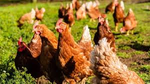 Descubra los retos que implica tener a una gallina como mascota en un apartamento