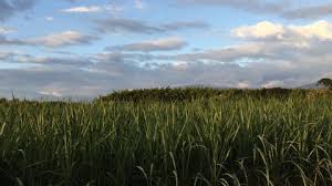 Riopaila Castilla produjo cerca de 17 millones de litros de etanol en primer semestre