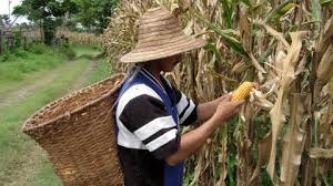 Fenalce pide que se decreten oficialmente las cadenas nacionales de Maíz y de Soya