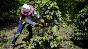 Más de 12.000 mujeres del campo beneficiadas por proyecto contra cambio climático