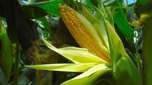 Colombia registra nuevo récord en adopción de cultivos transgénicos de maíz y soya