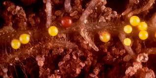 Nematodos del quiste de la papa (Globodera rostochiensis y Globodera pallida)
