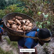 Lo que esperan los pueblos indígenas, como defensores de la naturaleza, en la COP16