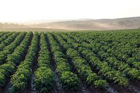 The digital revolution of the Potato: Top 10 tech innovations reshaping farming, storage, and retail
