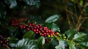 Hoy se registra el precio de referencia interna de café más alto desde febrero de 2023