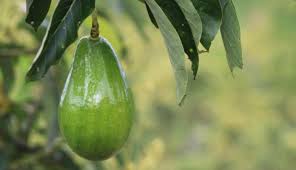 Conozca los beneficios que tiene la pepa del aguacate Lorena en todos sus cultivos