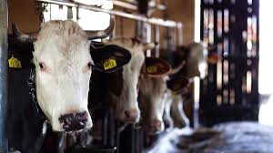 Imponen derechos compensatorios a la importación de leche en polvo desde EE.UU.