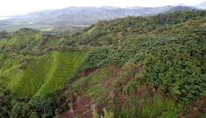 Disan Agro sembró más de 18.000 árboles en el territorio de La Hormiga, Putumayo